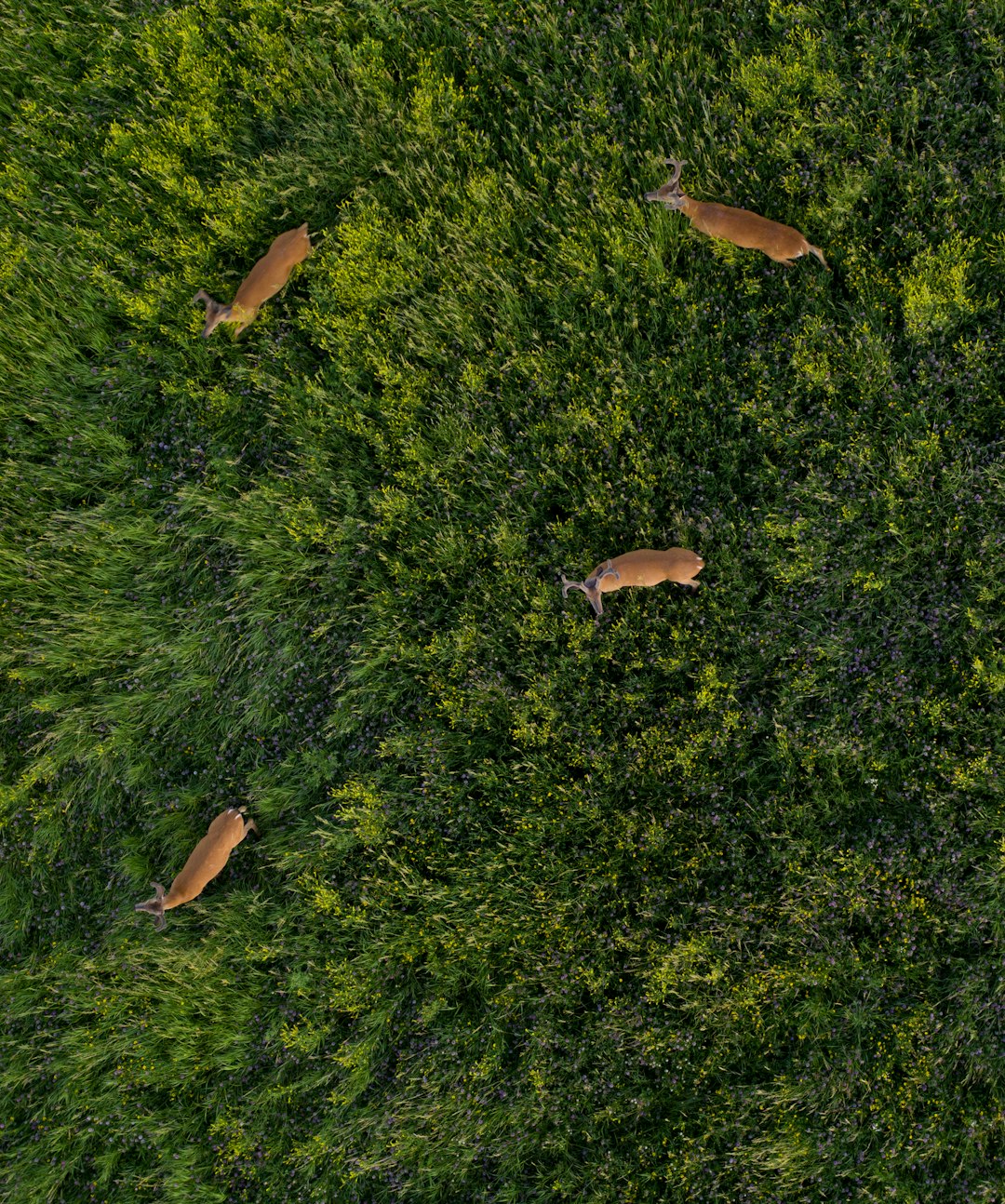 Trail on the property