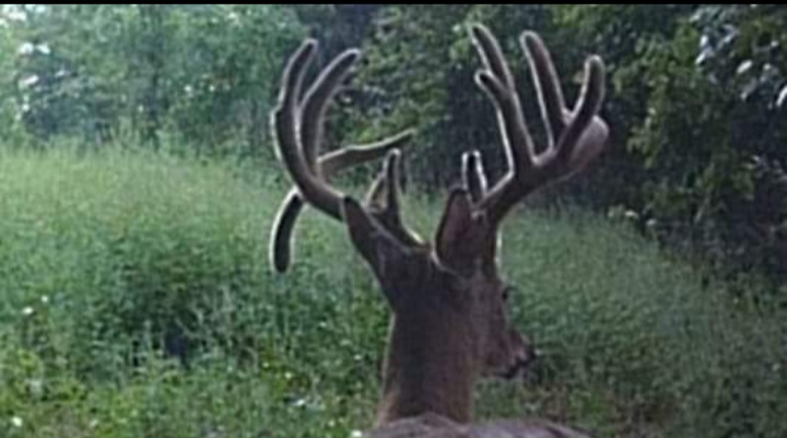 Hunt photo 8