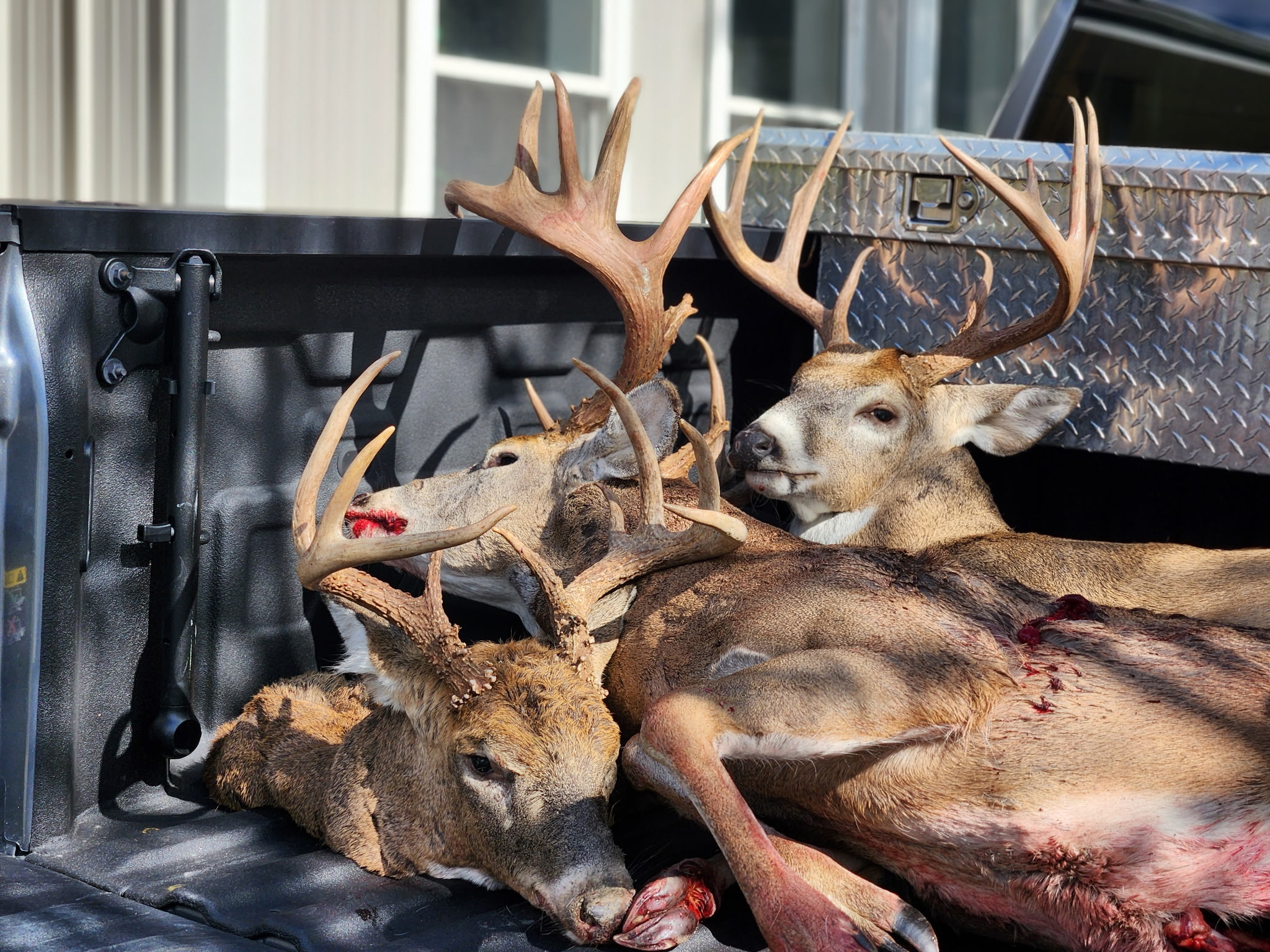 Hunt photo 11