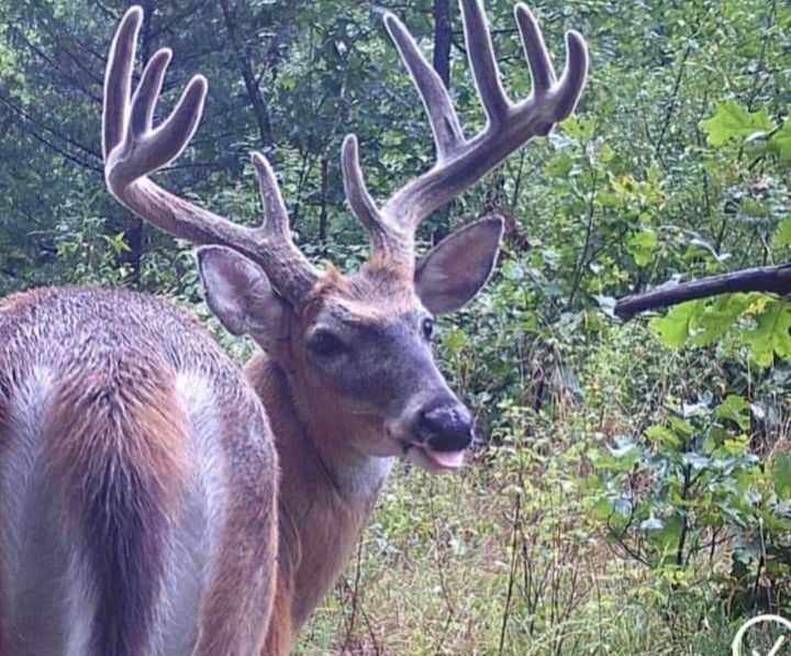 Hunt photo 16